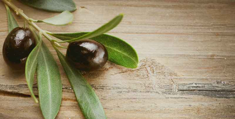 faire pousse un olivier a partir d un noyau d olive