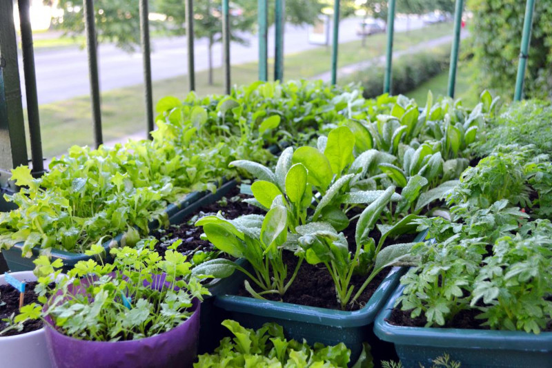 planter des legumes et herbes 