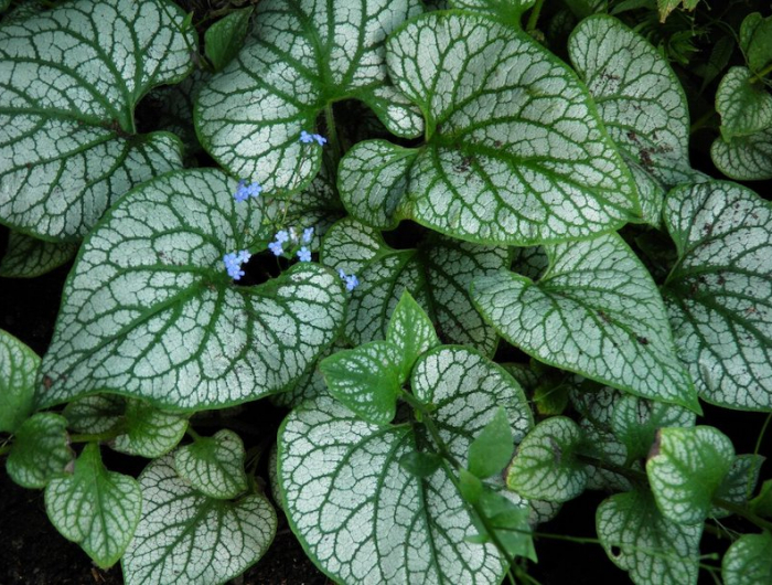 feuillages persistant couleur vert et argente brunnera