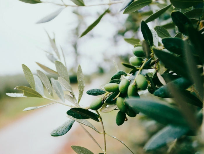 feuilles d olivier tisane maison vertus medicinales hypertension remede naturel