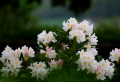 Top 10 des arbustes à fleurs persistants à planter dans son jardin