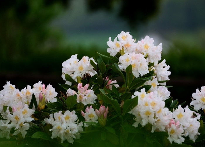 fleurs blanches arbuste jardin hiver toute annee especes