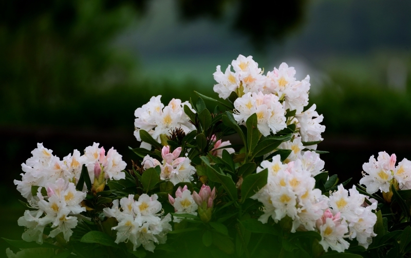 fleurs blanches arbuste jardin hiver toute annee especes