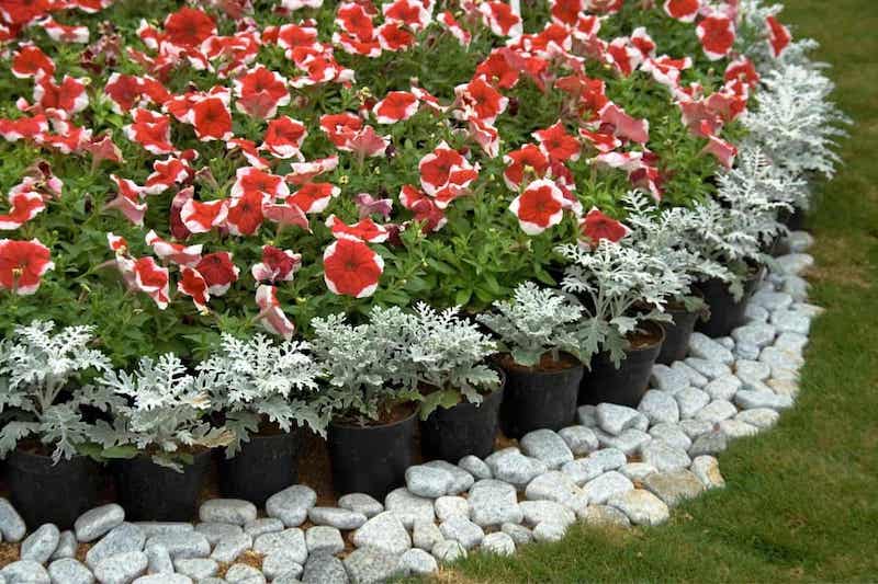 fleurs verts et rouges en pot entourées de cailloux blanc