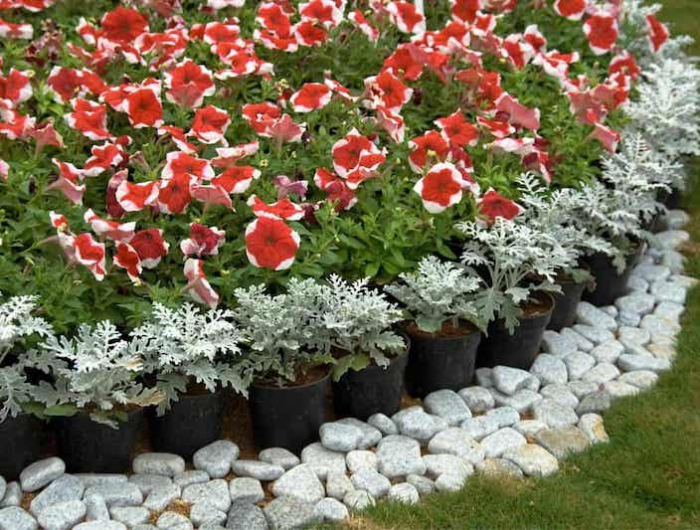 fleurs verts et rouges en pot entourées de cailloux blanc