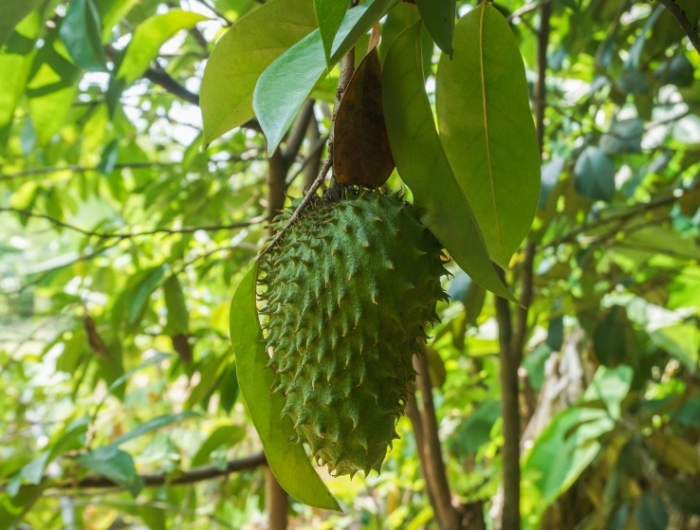 fruit tropical proprietes medicinales corrosol arbre nature