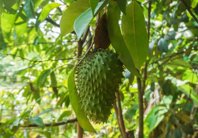 fruit tropical proprietes medicinales corrosol arbre nature