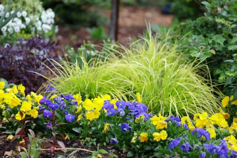 graminee carex dans un massif de fleurs jaunes et violettes