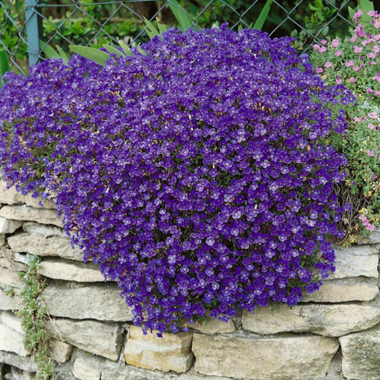Iberis Gibraltarica Also Known As Gibraltar Candytuft Is The Symbol Of The Upper