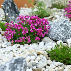 Parterre de fleurs avec cailloux pour un jardin moderne et zen