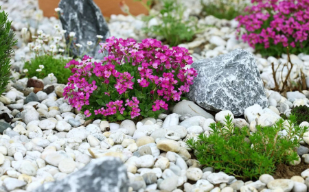 idee deco jardin avec cailloux plantes fleurs roses et verdure entoures de cailloux