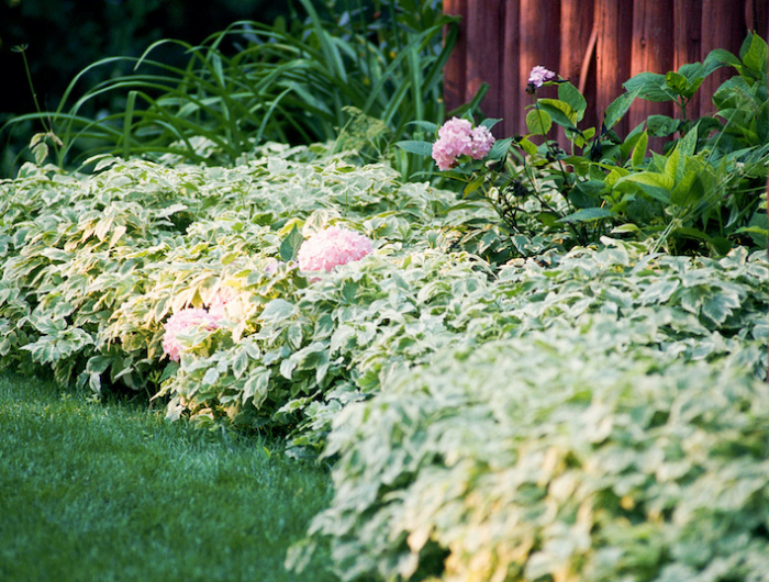 jardin avec des couvre sol peristant feuillage vert