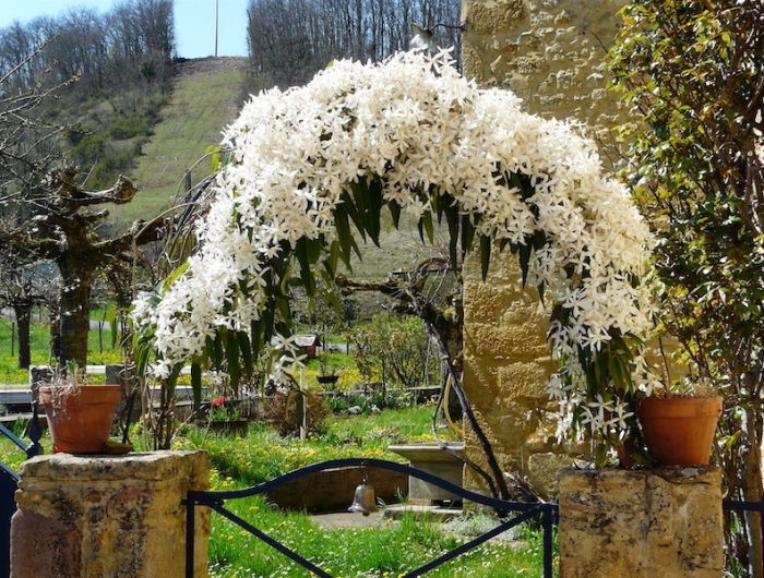 jardin de masion avec arche de fleurs blanches arbres et pelouse