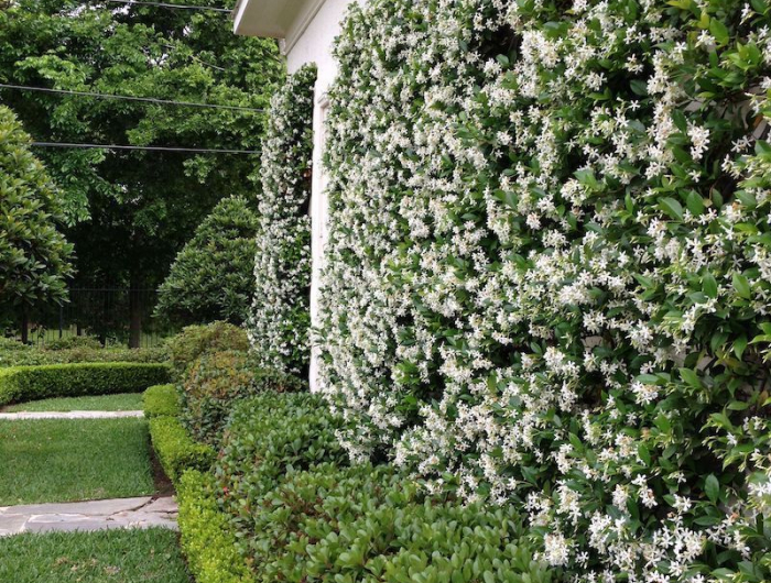 jasmin grimpant mur avec fleurs blanches jardin de maison