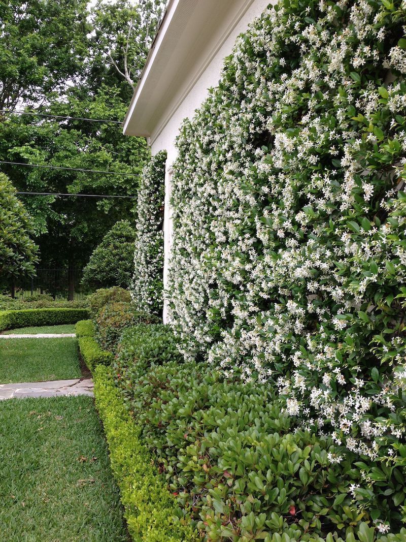jasmin grimpant mur avec fleurs blanches jardin de maison