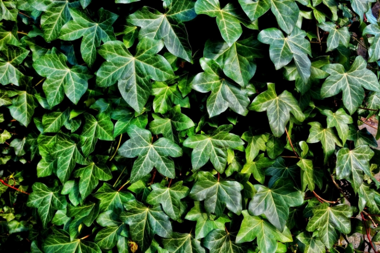 Quelle plante grimpante extérieur à feuillage persistant pour sublimer — free download