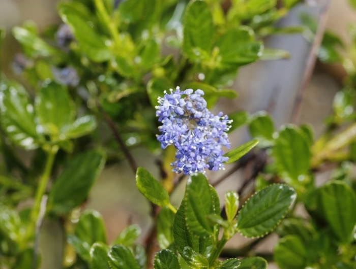 lilas de californie feuilles vert fonce ceanothes fleurs bleues