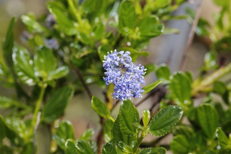 lilas de californie feuilles vert fonce ceanothes fleurs bleues