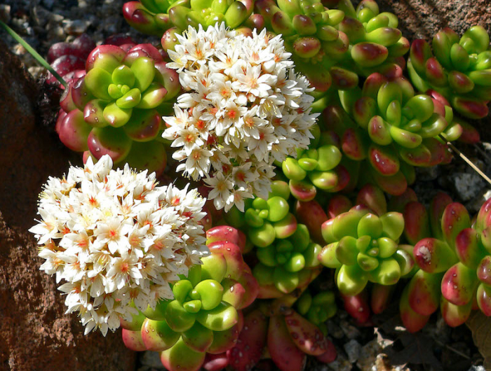meuilleure plante couvre sol fleurs blanches et feuillage persistant