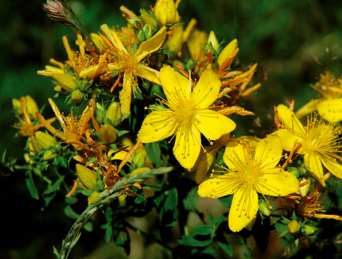 millepertuis avec de grandes fleurs jaunes et petites feuilles vertes