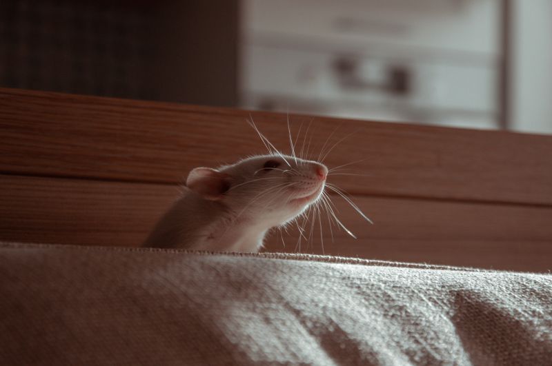 mort au rats efficace un rat qui fouille dans la maison