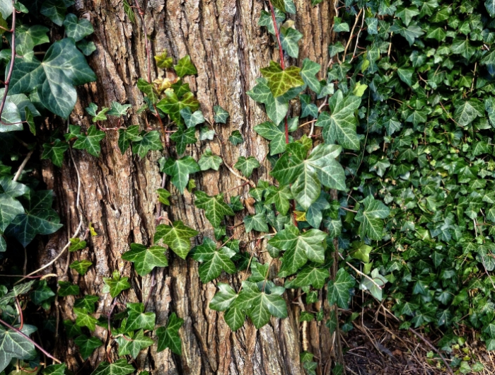 nature sauvage arbre ombre lierre feuilles vert fonce