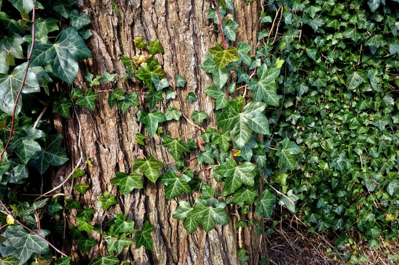 nature sauvage arbre ombre lierre feuilles vert fonce