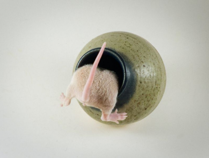 nid de rat un souris dans un vase sur la table