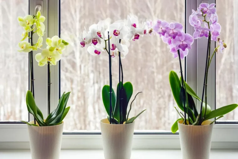 ou placer les orchidees en fleurs conseils de pro