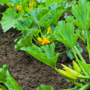 Où planter des courgettes afin de stimuler leur croissance ?