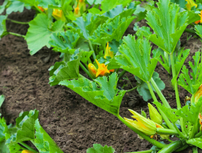 ou planter des courgettes au jardin pour avoir une recolte abondante