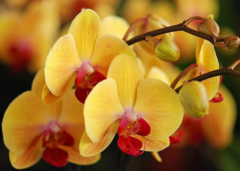 pelures de pomme de terre ça peut servir fleurs d orchidee jaune