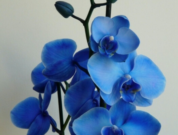 pelures de pommes de terre fleur d orchidee bleue