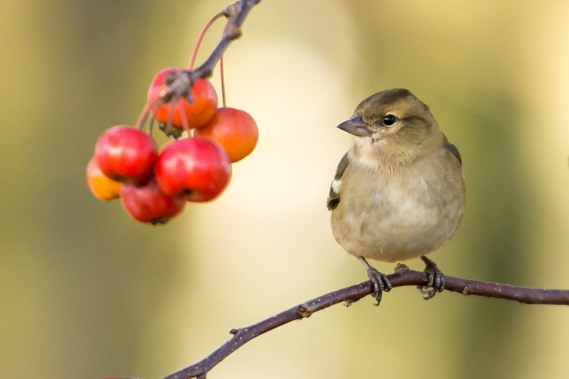 little bird on a fruit tree branch keep away birds natural tricks