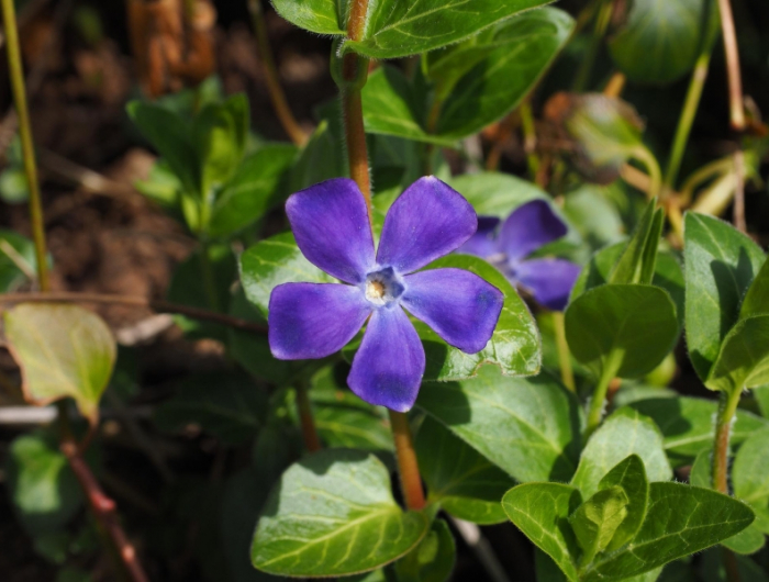 petite pervenche couvre sol feuilles foncees fleurs couleur bleu violet