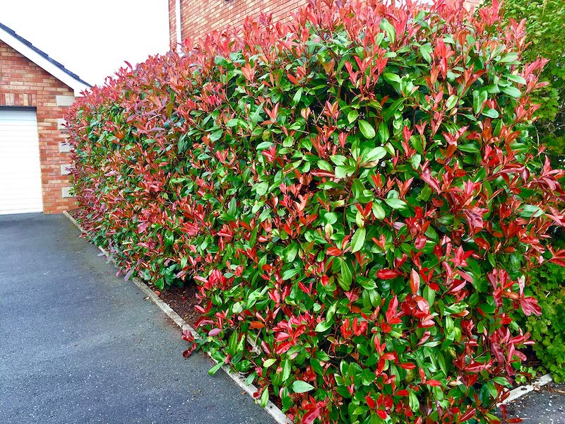 photinia seto idea viento vista libre de mantenimiento crecimiento rápido follaje verde y rojo