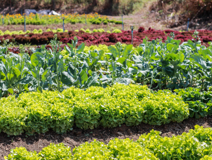 plantation au mois de mai legumes et herbes
