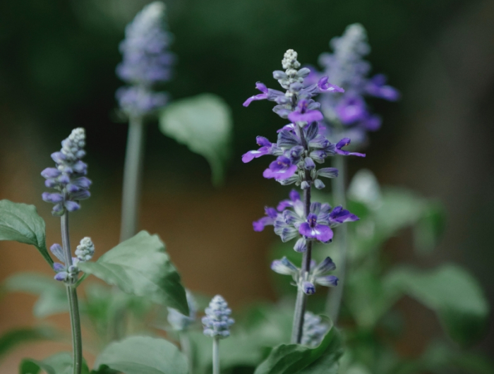 plante arbuste salvia hispanica graines comestibles chia vertus