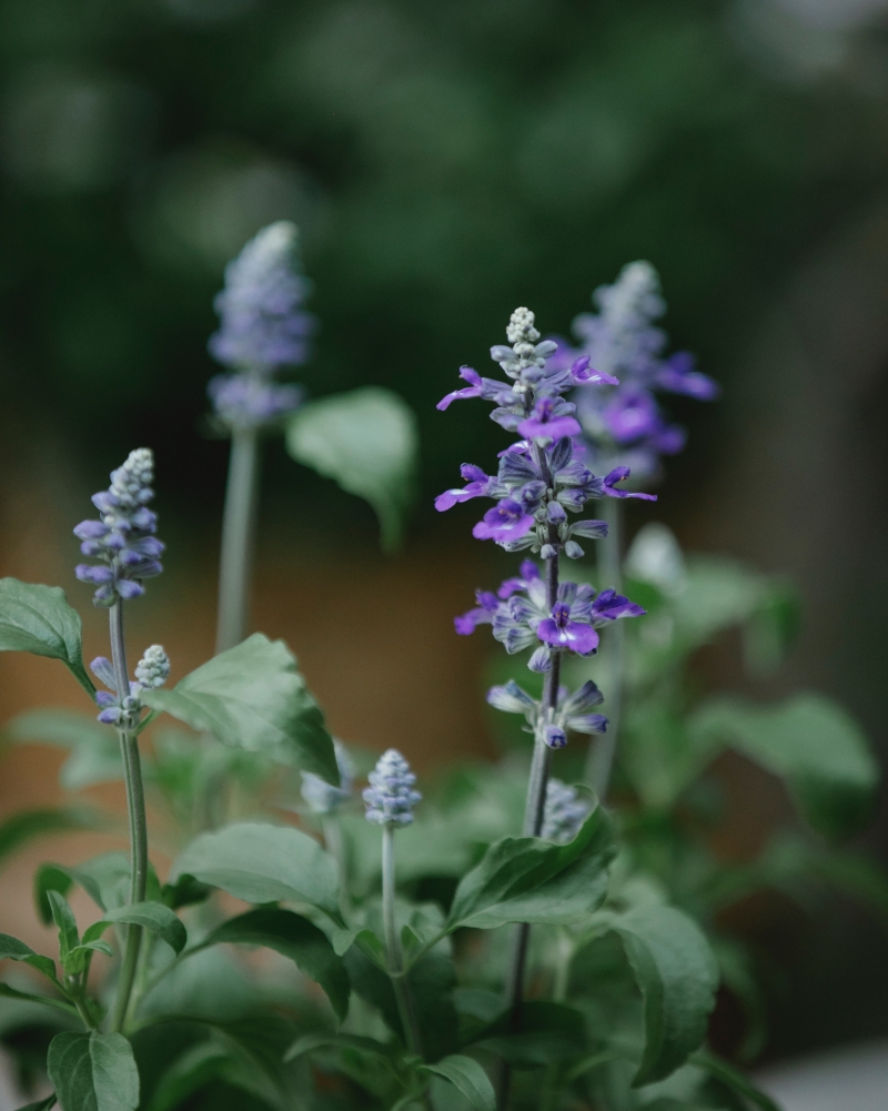 plante arbuste salvia hispanica graines comestibles chia vertus