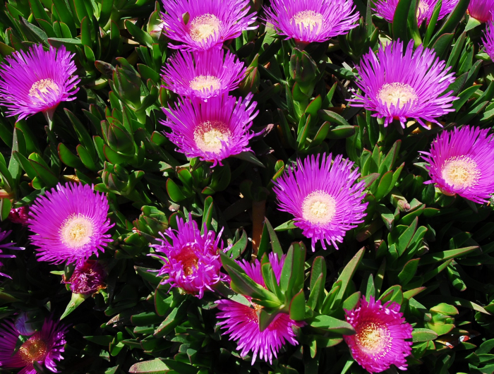 plante couvre sol persistant croissance rapide fleur griffe de la sorcière feuilles verts et felurs fuschia