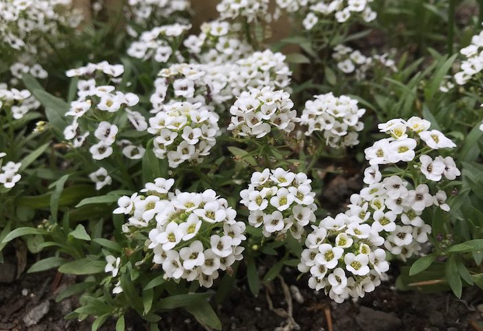 plante couvre sol talus sans entretien fleurs blanches abondantes fleurs vertes