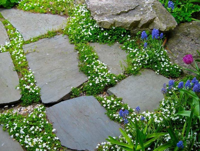 plante couvre sol vivace fleurs blanches rocailles fleurs viollette verdure