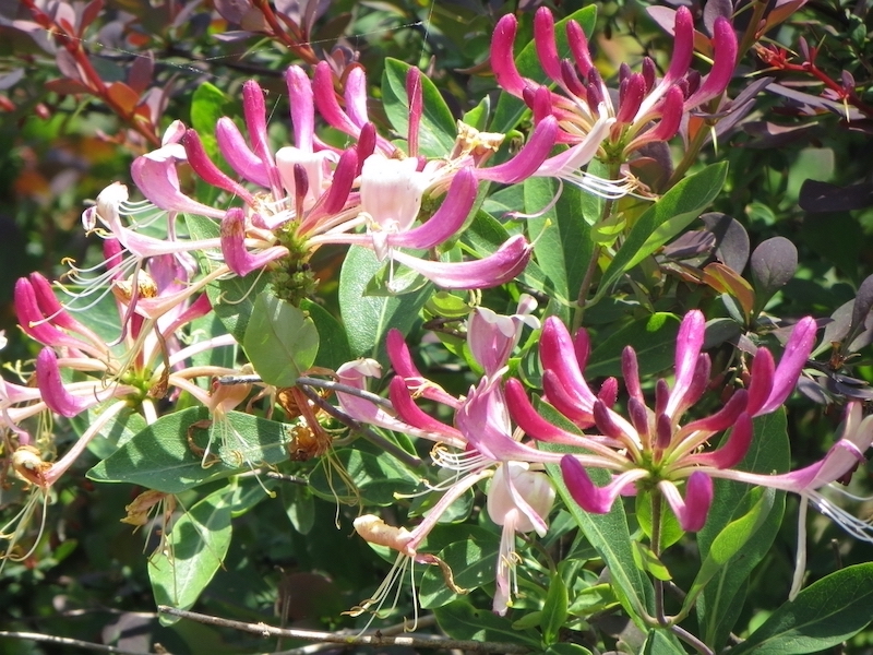 plante grimpante balcon croissance rapide chèvrefeuille fleurs roses et blances