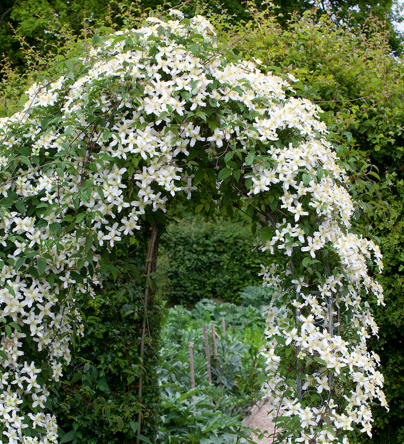 plante grimpante feuillage persistant clematite d armand avec feuilles vertes et fleurs blanches jardin