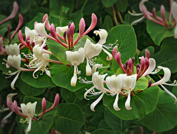 plante grimpante ombre croissance rapide fleurs blanches et roses feuilles vertes persistantes