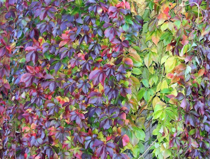 plante grimpante qui n abime pas les murs vignes vierges feuilles rouges et vertes sur un mur