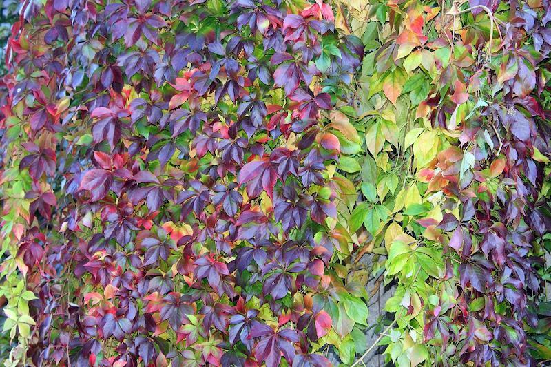 plante grimpante qui n abime pas les murs vignes vierges feuilles rouges et vertes sur un mur