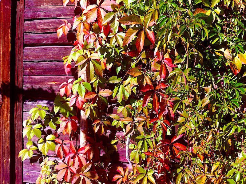plante qui pousse vite pour brise vue vignes rouges avec feuilles rouges et vertes sur un mur en bois