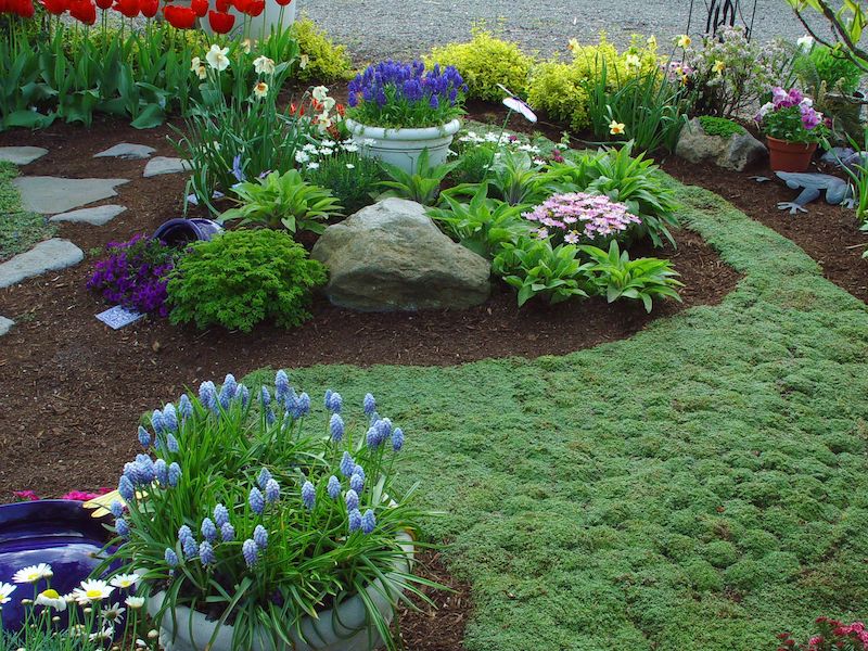 plante tapissante persistant jardin fleruis