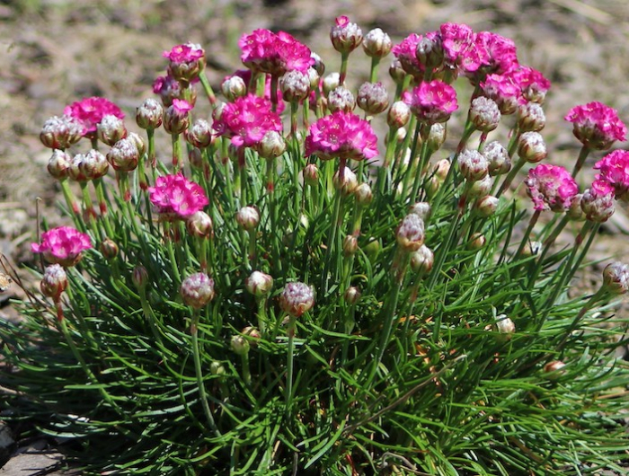 plante tapissante soleil le gazon d espagne fleurs roses